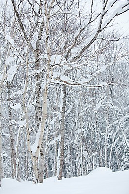 포토 JPG 주간 나무 식물 해외기획촬영 계절 설경 겨울 2010년일본 자연 풍경 사람없음 야외 설원 일본 눈 숲 홋카이도 자작나무 자작나무숲 국내포토 자연요소 아시아 날씨 눈_날씨 생태계 파일형식