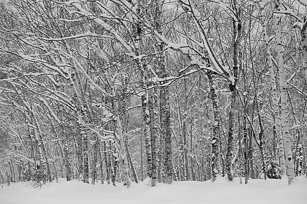포토 JPG 주간 나무 식물 해외기획촬영 계절 설경 겨울 2010년일본 자연 풍경 사람없음 야외 설원 일본 눈 숲 홋카이도 자작나무 자작나무숲 국내포토 자연요소 아시아 날씨 눈_날씨 생태계 파일형식