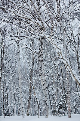 포토 JPG 주간 나무 식물 해외기획촬영 계절 설경 겨울 2010년일본 자연 풍경 사람없음 야외 설원 일본 눈 숲 홋카이도 자작나무 자작나무숲 국내포토 자연요소 아시아 날씨 눈_날씨 생태계 파일형식