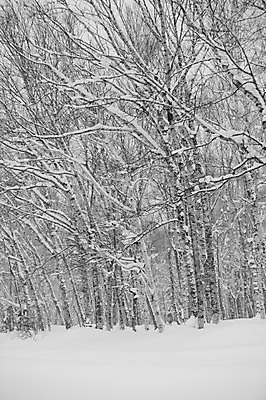 포토 JPG 주간 나무 식물 해외기획촬영 계절 설경 겨울 2010년일본 자연 풍경 사람없음 야외 설원 일본 눈 숲 홋카이도 자작나무 자작나무숲 국내포토 자연요소 아시아 날씨 눈_날씨 생태계 파일형식