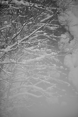 포토 JPG 주간 나무 식물 해외기획촬영 계절 설경 겨울 2010년일본 자연 흑백 풍경 사람없음 야외 일본 폭포 눈 홋카이도 시로가네 시로가네온천 흰수염폭포 국내포토 자연요소 아시아 날씨 촬영기법 온천 생태계 파일형식