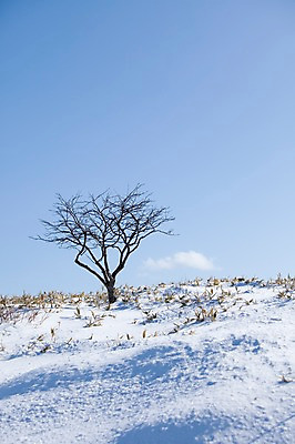 포토 JPG 주간 나무 식물 구름 해외기획촬영 계절 설경 겨울 2010년일본 자연 하늘 풍경 사람없음 야외 설원 일본 눈 언덕 홋카이도 아칸국립공원 비호로토게 국내포토 자연요소 공원 아시아 날씨 눈_날씨 생태계 파일형식