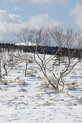 포토 JPG 주간 나무 식물 구름 해외기획촬영 계절 설경 겨울 2010년일본 자연 하늘 풍경 사람없음 야외 설원 일본 눈 언덕 홋카이도 아칸국립공원 비호로토게 국내포토 자연요소 공원 아시아 날씨 눈_날씨 생태계 파일형식
