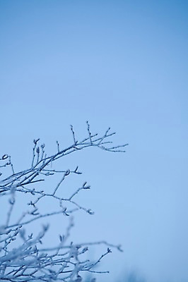 포토 JPG 주간 나무 식물 해외기획촬영 계절 설경 겨울 2010년일본 자연 눈꽃 풍경 사람없음 야외 일본 홋카이도 아칸국립공원 비호로토게 국내포토 자연요소 공원 아시아 눈_날씨 생태계 파일형식