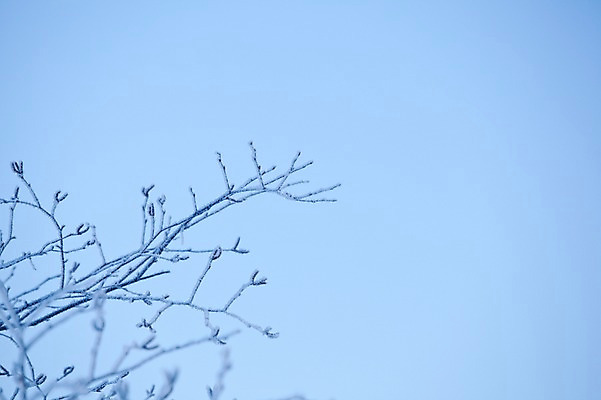 포토 JPG 주간 나무 식물 해외기획촬영 계절 설경 겨울 2010년일본 자연 눈꽃 풍경 사람없음 야외 일본 홋카이도 아칸국립공원 비호로토게 국내포토 자연요소 공원 아시아 눈_날씨 생태계 파일형식