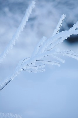 포토 JPG 주간 나무 식물 해외기획촬영 계절 설경 겨울 2010년일본 자연 눈꽃 풍경 사람없음 야외 설원 일본 눈 홋카이도 아칸국립공원 비호로토게 국내포토 자연요소 공원 아시아 날씨 눈_날씨 생태계 파일형식