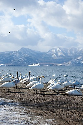 포토 JPG 주간 동물 구름 해외기획촬영 계절 호수 겨울 여러마리 2010년일본 자연 조류 하늘 산 풍경 사람없음 야외 일본 눈 홋카이도 백조 서식지 굿샤로호 스나유 국내포토 자연요소 아시아 다수 날씨 생태계 파일형식