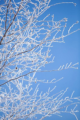 포토 JPG 주간 나무 식물 해외기획촬영 계절 설경 겨울 2010년일본 자연 눈꽃 풍경 사람없음 야외 일본 홋카이도 국내포토 자연요소 아시아 눈_날씨 생태계 파일형식