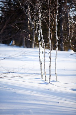 포토 JPG 주간 나무 식물 해외기획촬영 계절 설경 겨울 2010년일본 자연 풍경 사람없음 야외 설원 일본 눈 홋카이도 자작나무 국내포토 자연요소 아시아 날씨 눈_날씨 생태계 파일형식