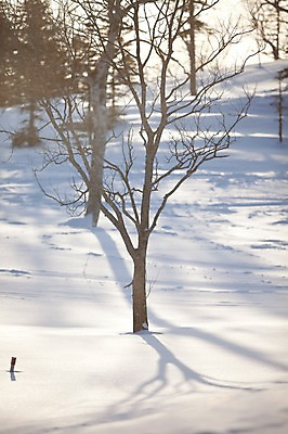 포토 JPG 주간 나무 식물 해외기획촬영 계절 설경 겨울 2010년일본 자연 그림자 풍경 사람없음 야외 설원 일본 눈 홋카이도 국내포토 자연요소 아시아 날씨 눈_날씨 생태계 파일형식