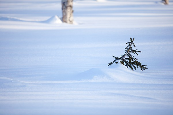 포토 JPG 주간 나무 식물 해외기획촬영 계절 설경 겨울 2010년일본 자연 풍경 사람없음 야외 설원 일본 눈 홋카이도 국내포토 자연요소 아시아 날씨 눈_날씨 생태계 파일형식