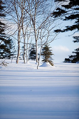 포토 JPG 주간 나무 식물 해외기획촬영 계절 설경 겨울 2010년일본 자연 풍경 사람없음 야외 설원 일본 눈 홋카이도 자작나무 국내포토 자연요소 아시아 날씨 눈_날씨 생태계 파일형식