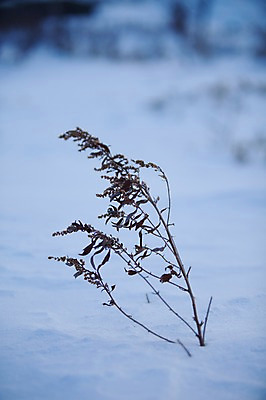 포토 JPG 주간 나무 식물 해외기획촬영 계절 설경 겨울 2010년일본 자연 풍경 사람없음 야외 설원 일본 눈 홋카이도 국내포토 자연요소 아시아 날씨 눈_날씨 생태계 파일형식