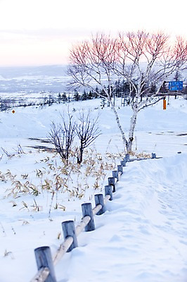 포토 JPG 주간 나무 식물 구름 해외기획촬영 계절 설경 겨울 2010년일본 자연 하늘 풍경 사람없음 야외 울타리 설원 일본 새벽 눈 홋카이도 국내포토 자연요소 아시아 날씨 눈_날씨 담장 생태계 파일형식