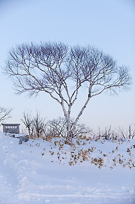 포토 JPG 주간 나무 식물 해외기획촬영 계절 설경 겨울 2010년일본 자연 풍경 사람없음 야외 설원 일본 눈 언덕 홋카이도 국내포토 자연요소 아시아 날씨 눈_날씨 생태계 파일형식
