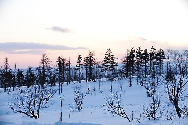 포토 JPG 주간 나무 식물 구름 해외기획촬영 계절 설경 겨울 2010년일본 자연 하늘 풍경 사람없음 야외 설원 일본 새벽 눈 홋카이도 국내포토 자연요소 아시아 날씨 눈_날씨 생태계 파일형식
