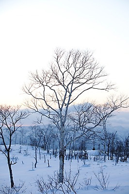 포토 JPG 주간 나무 식물 해외기획촬영 계절 설경 겨울 2010년일본 자연 풍경 사람없음 야외 빛 햇빛 설원 일본 눈 홋카이도 자작나무 국내포토 자연요소 아시아 날씨 눈_날씨 태양 생태계 파일형식