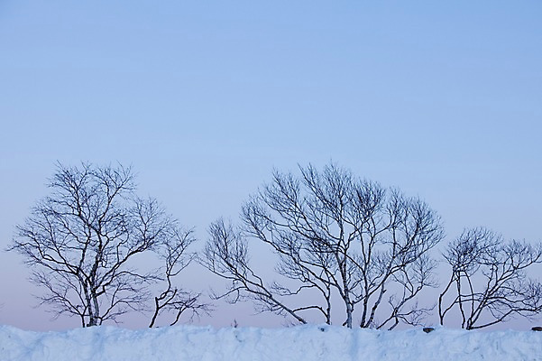 포토 JPG 주간 나무 식물 해외기획촬영 계절 설경 겨울 2010년일본 자연 풍경 사람없음 야외 일본 눈 홋카이도 국내포토 자연요소 아시아 날씨 생태계 파일형식