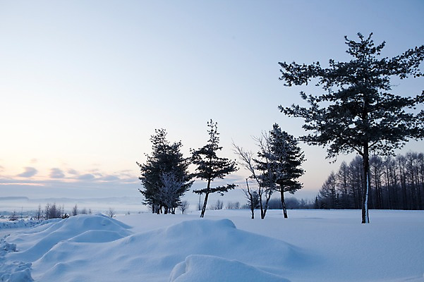 포토 JPG 주간 나무 식물 구름 해외기획촬영 계절 설경 겨울 2010년일본 자연 하늘 풍경 사람없음 야외 설원 일본 눈 홋카이도 국내포토 자연요소 아시아 날씨 눈_날씨 생태계 파일형식