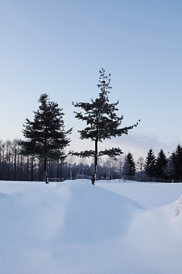포토 JPG 주간 나무 식물 해외기획촬영 계절 설경 겨울 2010년일본 자연 하늘 풍경 사람없음 야외 설원 일본 눈 숲 홋카이도 국내포토 자연요소 아시아 날씨 눈_날씨 생태계 파일형식