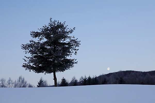 포토 JPG 주간 나무 식물 해외기획촬영 계절 설경 겨울 2010년일본 자연 산 풍경 사람없음 야외 설원 일본 눈 언덕 홋카이도 국내포토 자연요소 아시아 날씨 눈_날씨 생태계 파일형식