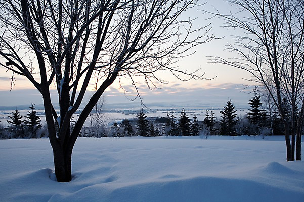 포토 JPG 주간 나무 식물 해외기획촬영 계절 설경 겨울 2010년일본 자연 풍경 사람없음 야외 설원 일본 눈 홋카이도 국내포토 자연요소 아시아 날씨 눈_날씨 생태계 파일형식