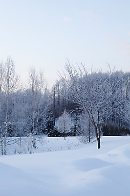 포토 JPG 주간 나무 식물 해외기획촬영 계절 설경 겨울 2010년일본 자연 풍경 사람없음 야외 설원 일본 눈 홋카이도 국내포토 자연요소 아시아 날씨 눈_날씨 생태계 파일형식
