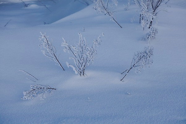 포토 JPG 주간 식물 해외기획촬영 계절 설경 겨울 2010년일본 자연 눈꽃 풍경 사람없음 야외 설원 일본 눈 풀 홋카이도 국내포토 자연요소 아시아 날씨 눈_날씨 생태계 파일형식