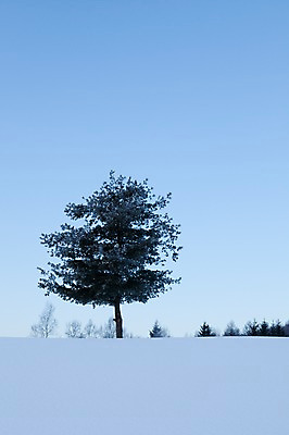 포토 JPG 주간 나무 식물 해외기획촬영 계절 설경 겨울 2010년일본 자연 풍경 사람없음 야외 설원 일본 눈 홋카이도 국내포토 자연요소 아시아 날씨 눈_날씨 생태계 파일형식