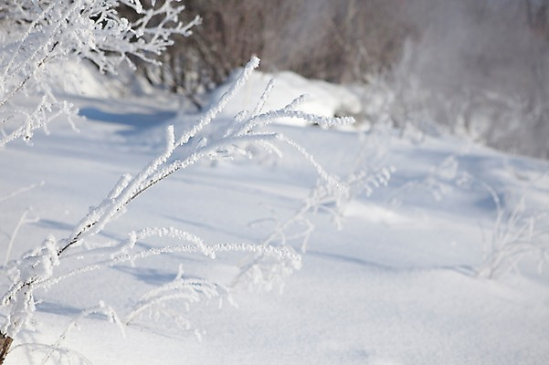 포토 JPG 주간 나무 식물 해외기획촬영 계절 설경 겨울 2010년일본 자연 눈꽃 풍경 사람없음 야외 설원 일본 눈 홋카이도 국내포토 자연요소 아시아 날씨 눈_날씨 생태계 파일형식