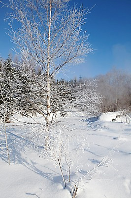 포토 JPG 주간 나무 식물 해외기획촬영 계절 설경 겨울 2010년일본 자연 하늘 눈꽃 풍경 사람없음 야외 설원 일본 눈 홋카이도 자작나무 국내포토 자연요소 아시아 날씨 눈_날씨 생태계 파일형식