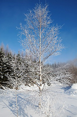 포토 JPG 주간 나무 식물 해외기획촬영 계절 설경 겨울 2010년일본 자연 하늘 눈꽃 풍경 사람없음 야외 설원 일본 눈 홋카이도 자작나무 국내포토 자연요소 아시아 날씨 눈_날씨 생태계 파일형식