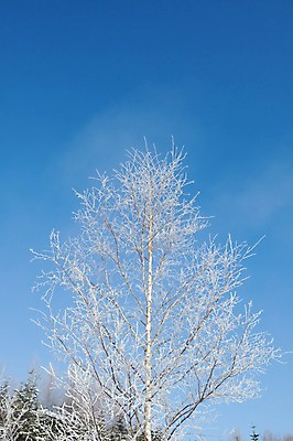포토 JPG 주간 나무 식물 해외기획촬영 계절 설경 겨울 2010년일본 자연 하늘 풍경 사람없음 야외 일본 눈 홋카이도 자작나무 국내포토 자연요소 아시아 날씨 생태계 파일형식