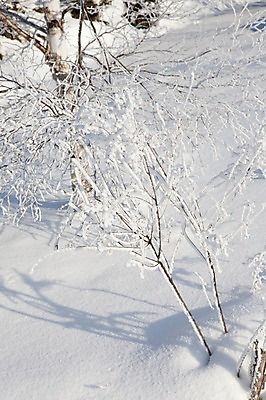 포토 JPG 주간 나무 식물 해외기획촬영 계절 설경 겨울 2010년일본 자연 눈꽃 풍경 사람없음 야외 설원 일본 눈 홋카이도 국내포토 자연요소 아시아 날씨 눈_날씨 생태계 파일형식