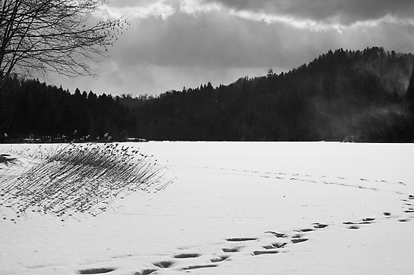 포토 JPG 주간 나무 식물 구름 해외기획촬영 계절 배경화면 백그라운드 설경 겨울 2010년일본 자연 하늘 산 흑백 풍경 사람없음 야외 설원 일본 눈 풀 숲 발자국 홋카이도 국내포토 자연요소 아시아 자국 날씨 눈_날씨 촬영기법 생태계 파일형식