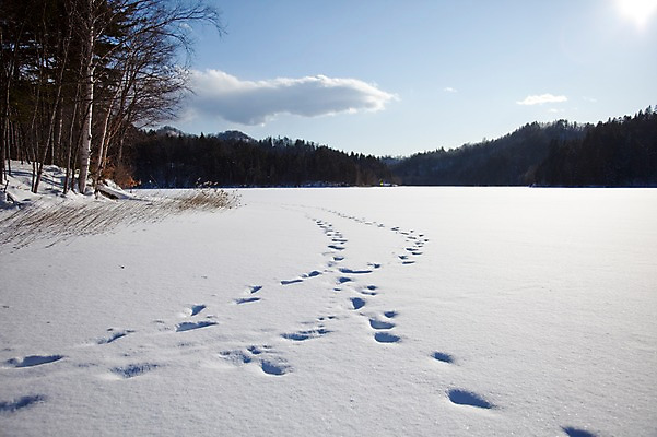포토 JPG 주간 나무 식물 해외기획촬영 계절 배경화면 백그라운드 설경 겨울 2010년일본 자연 하늘 산 풍경 사람없음 야외 설원 일본 눈 숲 발자국 홋카이도 국내포토 자연요소 아시아 자국 날씨 눈_날씨 생태계 파일형식