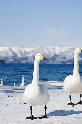 포토 JPG 주간 동물 구름 해외기획촬영 계절 호수 설경 겨울 여러마리 2010년일본 자연 조류 하늘 산 풍경 사람없음 야외 설원 일본 눈 홋카이도 백조 아칸국립공원 굿샤로호 스나유 국내포토 자연요소 공원 아시아 다수 날씨 눈_날씨 생태계 파일형식