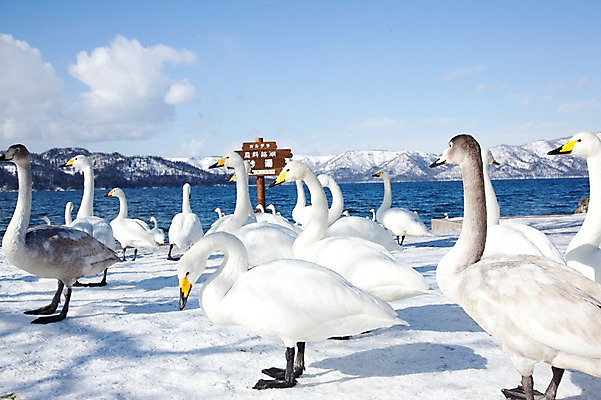 포토 JPG 주간 동물 구름 해외기획촬영 계절 호수 설경 겨울 여러마리 2010년일본 자연 조류 하늘 산 풍경 사람없음 야외 설원 일본 팻말 눈 홋카이도 백조 아칸국립공원 서식지 굿샤로호 스나유 국내포토 자연요소 공원 아시아 다수 날씨 프레임 눈_날씨 생태계 파일형식