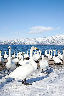 포토 JPG 주간 동물 구름 해외기획촬영 계절 호수 설경 겨울 여러마리 2010년일본 자연 조류 하늘 산 풍경 사람없음 야외 설원 일본 눈 홋카이도 백조 아칸국립공원 서식지 굿샤로호 스나유 국내포토 자연요소 공원 아시아 다수 날씨 눈_날씨 생태계 파일형식