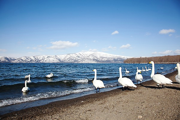 포토 JPG 주간 나무 식물 동물 구름 해외기획촬영 계절 호수 겨울 여러마리 2010년일본 자연 조류 하늘 산 풍경 사람없음 야외 일본 눈 홋카이도 백조 아칸국립공원 서식지 굿샤로호 스나유 국내포토 자연요소 공원 아시아 다수 날씨 생태계 파일형식