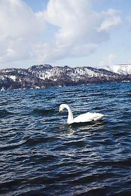 포토 JPG 주간 나무 식물 동물 구름 해외기획촬영 한마리 계절 호수 겨울 2010년일본 자연 조류 하늘 산 풍경 사람없음 야외 일본 눈 홋카이도 백조 아칸국립공원 굿샤로호 스나유 국내포토 자연요소 1 공원 아시아 날씨 생태계 파일형식