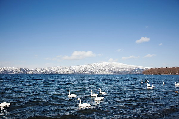 포토 JPG 주간 나무 식물 동물 구름 해외기획촬영 계절 호수 겨울 여러마리 2010년일본 자연 조류 하늘 산 풍경 사람없음 야외 일본 눈 홋카이도 백조 아칸국립공원 서식지 굿샤로호 스나유 국내포토 자연요소 공원 아시아 다수 날씨 생태계 파일형식