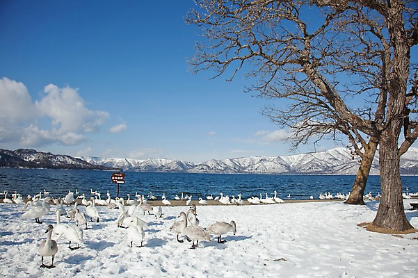 포토 JPG 주간 나무 식물 동물 구름 해외기획촬영 계절 호수 설경 겨울 여러마리 2010년일본 자연 조류 하늘 산 풍경 사람없음 야외 설원 일본 팻말 눈 홋카이도 백조 아칸국립공원 서식지 굿샤로호 스나유 국내포토 자연요소 공원 아시아 다수 날씨 프레임 눈_날씨 생태계 파일형식