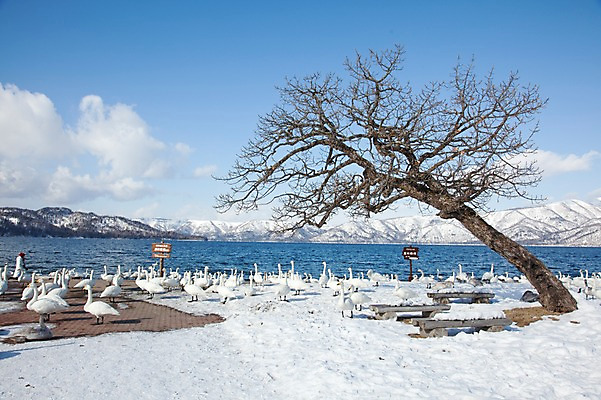 포토 JPG 주간 나무 식물 동물 구름 해외기획촬영 계절 호수 설경 겨울 여러마리 2010년일본 자연 조류 하늘 산 풍경 사람없음 야외 설원 일본 눈 홋카이도 백조 아칸국립공원 서식지 굿샤로호 스나유 국내포토 자연요소 공원 아시아 다수 날씨 눈_날씨 생태계 파일형식