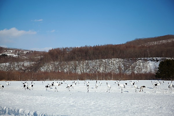포토 JPG 주간 나무 식물 동물 구름 해외기획촬영 계절 설경 겨울 여러마리 2010년일본 자연 조류 하늘 산 풍경 사람없음 야외 설원 일본 학 눈 숲 홋카이도 쿠시로 서식지 국내포토 자연요소 아시아 다수 날씨 눈_날씨 생태계 파일형식