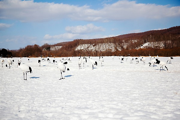 포토 JPG 주간 나무 식물 동물 구름 해외기획촬영 계절 설경 겨울 여러마리 2010년일본 자연 조류 하늘 산 풍경 사람없음 야외 설원 일본 학 눈 숲 홋카이도 쿠시로 서식지 국내포토 자연요소 아시아 다수 날씨 눈_날씨 생태계 파일형식