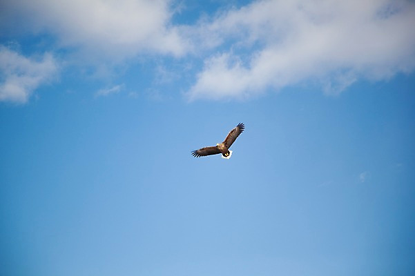 포토 JPG 주간 동물 구름 해외기획촬영 한마리 계절 겨울 2010년일본 자연 조류 하늘 풍경 사람없음 야외 일본 비행 홋카이도 독수리 쿠시로 국내포토 자연요소 1 아시아 생태계 파일형식