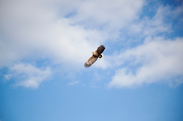 포토 JPG 주간 동물 구름 해외기획촬영 한마리 계절 겨울 2010년일본 자연 조류 하늘 풍경 사람없음 야외 일본 비행 홋카이도 독수리 쿠시로 국내포토 자연요소 1 아시아 생태계 파일형식