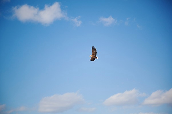 포토 JPG 주간 동물 구름 해외기획촬영 한마리 계절 겨울 2010년일본 자연 조류 하늘 풍경 사람없음 야외 일본 비행 홋카이도 독수리 쿠시로 국내포토 자연요소 1 아시아 생태계 파일형식