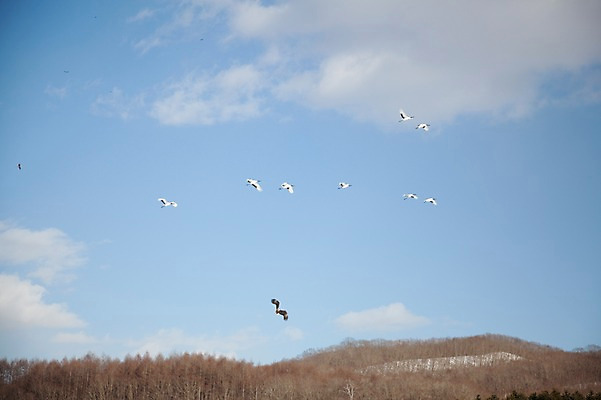 포토 JPG 주간 나무 식물 동물 구름 해외기획촬영 계절 이동 겨울 2010년일본 자연 조류 하늘 산 풍경 사람없음 야외 일본 학 비행 홋카이도 독수리 쿠시로 국내포토 자연요소 아시아 컨셉 생태계 파일형식